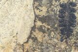 Pennsylvanian Fern (Pecopteris) Fossil - Kinney Quarry, NM #80423-1
